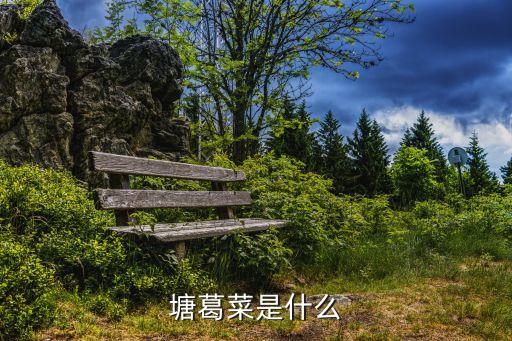 塘葛菜是什么