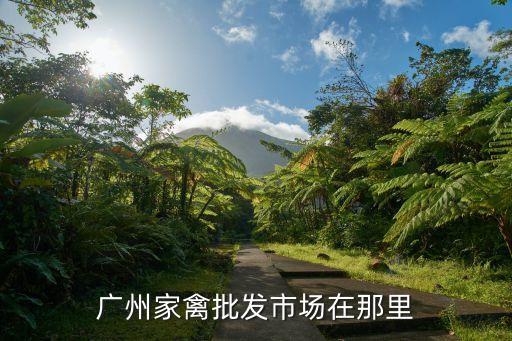 廣州家禽配送批發，廣州家禽批發市場在那里