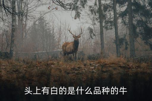 什么是黃牛，頭上有白的是什么品種的牛