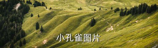 孔雀的圖片，孔雀開(kāi)屏的矢量圖需發(fā)矢量原圖
