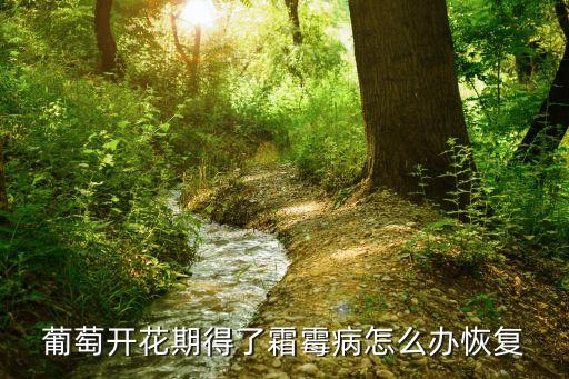 瑞毒霉錳鋅，桃樹穿孔病怎樣治了