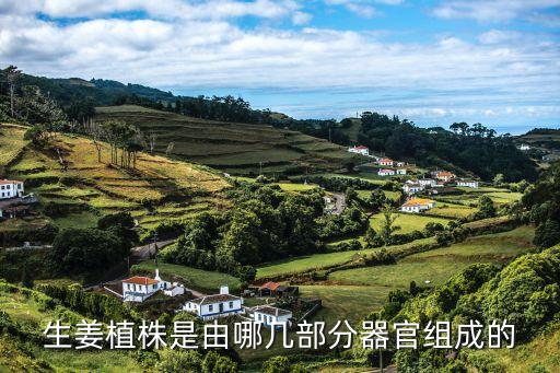 姜黃全株圖片，這是株什么植物