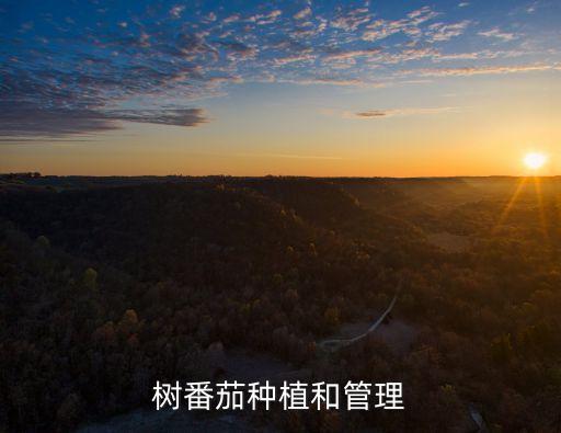 樹番茄，樹番茄怎么吃 樹番茄可以生吃嗎