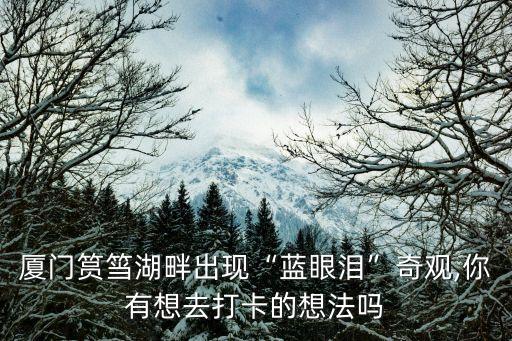 廈門筼筜湖畔出現“藍眼淚”奇觀,你有想去打卡的想法嗎