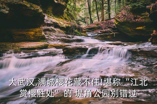堤角公園,堤角公園賞櫻去哪兒?