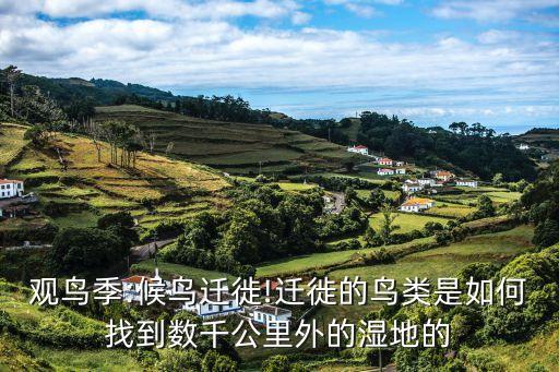 觀鳥季:候鳥遷徙!遷徙的鳥類是如何找到數千公里外的濕地的