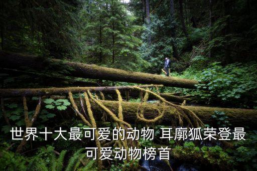 耳廓狐,耳廓狐和鼻廓狐區別:耳朵形狀不同