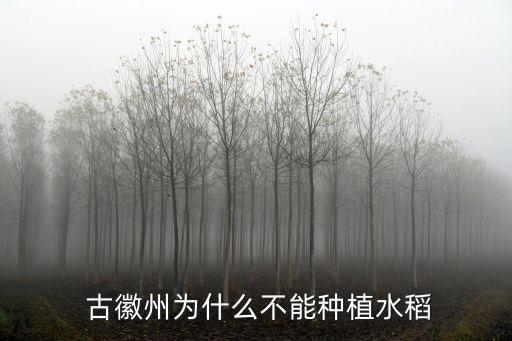  古徽州為什么不能種植水稻