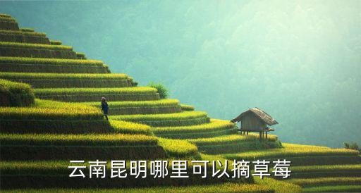 云南昆明哪里可以摘草莓