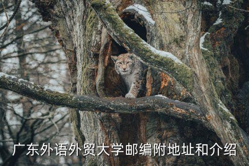 廣州外貿(mào)大學(xué),廣州外語(yǔ)外貿(mào)大學(xué)是幾所學(xué)院?