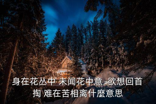 身在花叢中 未聞花中意  欲想回首掏 難在苦相離什麼意思