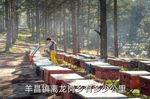  羊昌鎮離龍崗鄉有多少公里