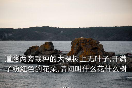 道路兩旁栽種的大棵樹上無葉子,開滿了粉紅色的花朵,請問叫什么花什么樹...