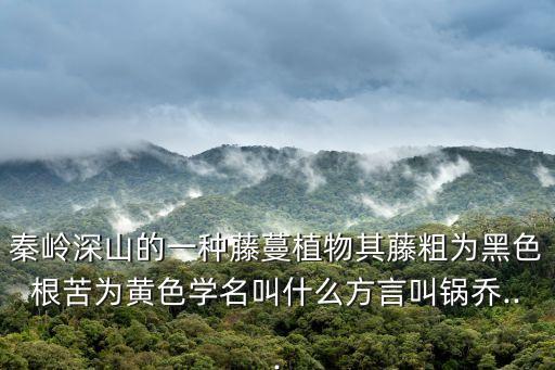 秦嶺深山的一種藤蔓植物其藤粗為黑色根苦為黃色學名叫什么方言叫鍋喬...