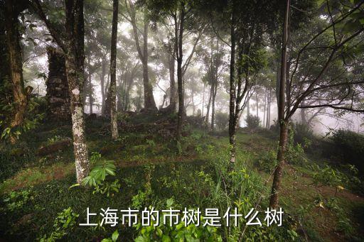 上海市樹木，上海市的市樹是什么樹