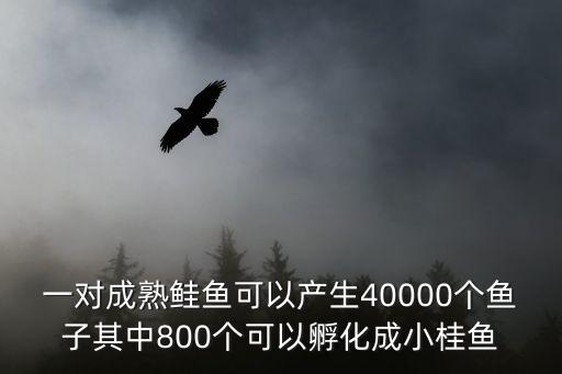 一對成熟鮭魚可以產生40000個魚子其中800個可以孵化成小桂魚