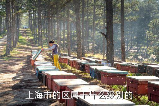 城市更新 上海市委，上海市的區屬于什么級別的
