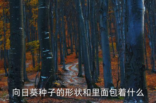 向日葵子，向日葵種子的形狀和里面包著什么