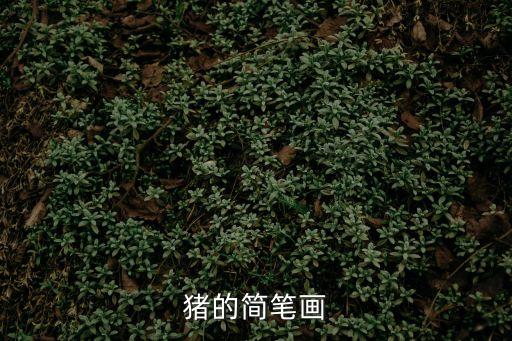 豬的簡筆畫