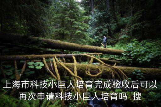2019年上海市小巨人申報要求，市的科技小巨人需要什么審計報告