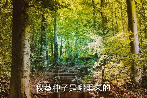 秋葵種子，秋葵種子怎樣吃