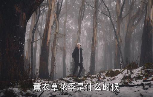 薰衣草花期，熏衣草花期是什么時候