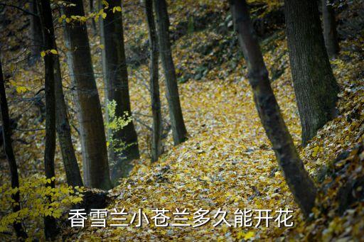小蒼蘭花期，小蒼蘭什么時候開