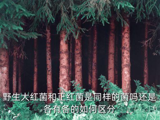野生大紅菌和正紅菌是同樣的菌嗎還是各有各的如何區(qū)分