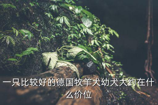 德牧幼犬價格，小德牧一只多少錢