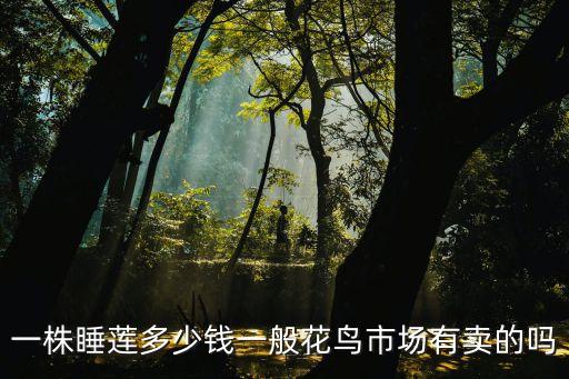 一株睡蓮多少錢一般花鳥市場有賣的嗎