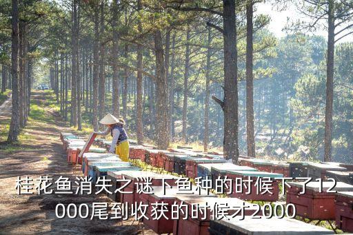 廣州桂花魚被盜800斤，桂花魚消失之謎下魚種的時(shí)候下了12000尾到收獲的時(shí)候才2000