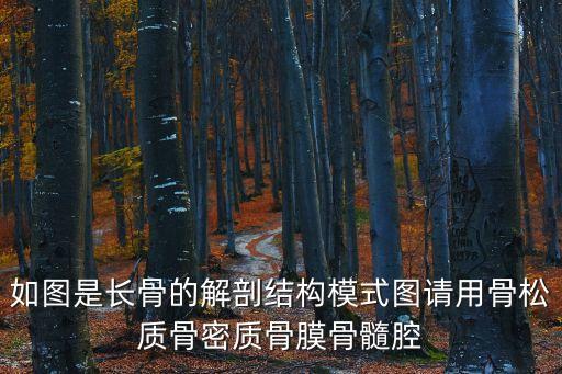如圖是長骨的解剖結構模式圖請用骨松質骨密質骨膜骨髓腔