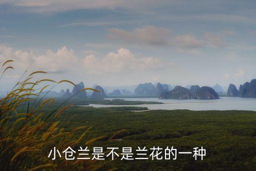 小倉蘭是不是蘭花的一種