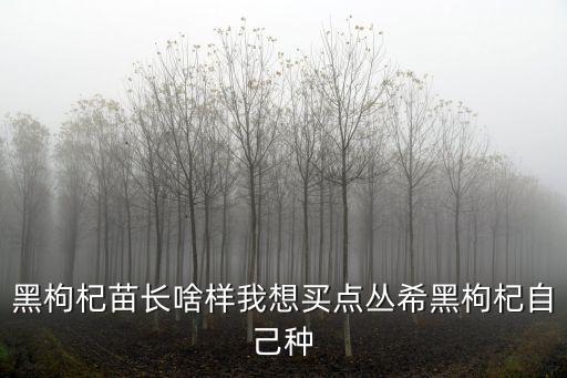 黑枸杞苗長啥樣我想買點叢希黑枸杞自己種