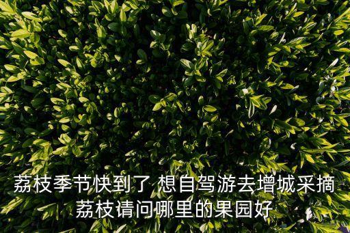 廣州增城荔枝最好的地方，荔枝季節快到了 想自駕游去增城采摘荔枝請問哪里的果園好