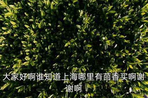 上海市新天地大茴香，上海哪里有買茴香菜