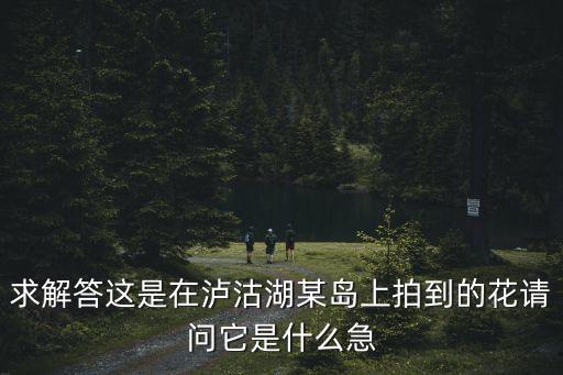 求解答這是在瀘沽湖某島上拍到的花請問它是什么急