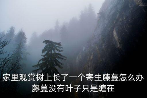 寄生藤，寄生藤在什么時候開花