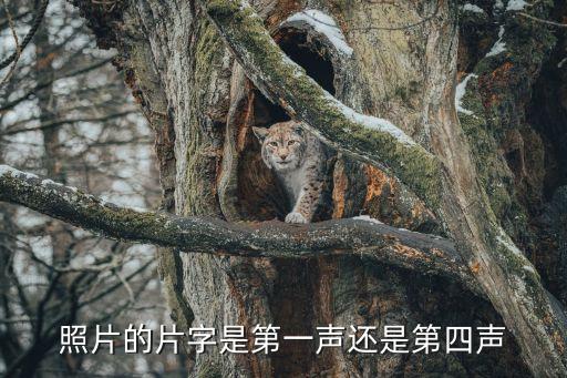片的多音字，影片的片字怎么讀啊