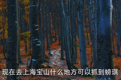 上海市區(qū)哪里有小蝌蚪抓，現(xiàn)在去上海寶山什么地方可以抓到螃琪