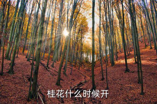 桂花什么時候開