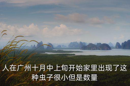 人在廣州十月中上旬開始家里出現了這種蟲子很小但是數量