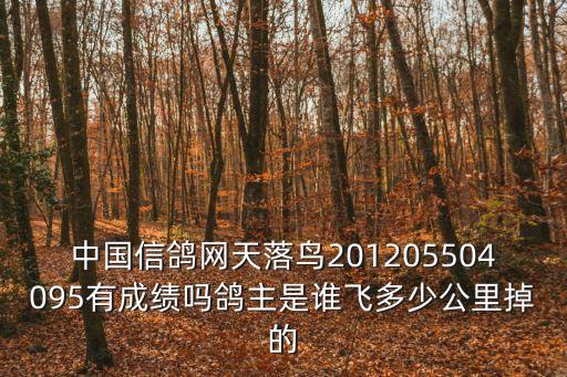 中國信鴿網天落鳥201205504095有成績嗎鴿主是誰飛多少公里掉的