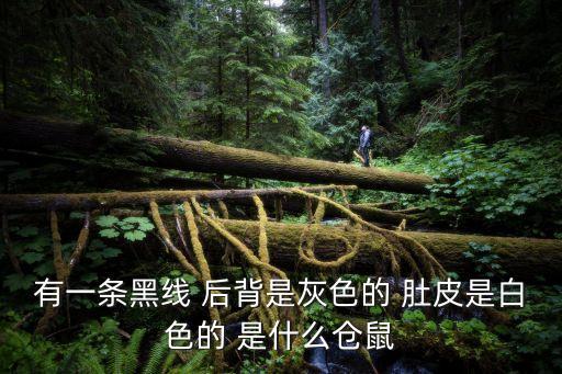 有一條黑線 后背是灰色的 肚皮是白色的 是什么倉鼠