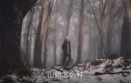 如何種植山藥，山藥的種植技術