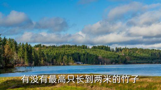 鵝毛竹，有沒有最高只長到兩米的竹子