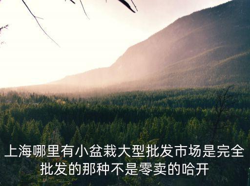 上海哪里有小盆栽大型批發市場是完全批發的那種不是零賣的哈開