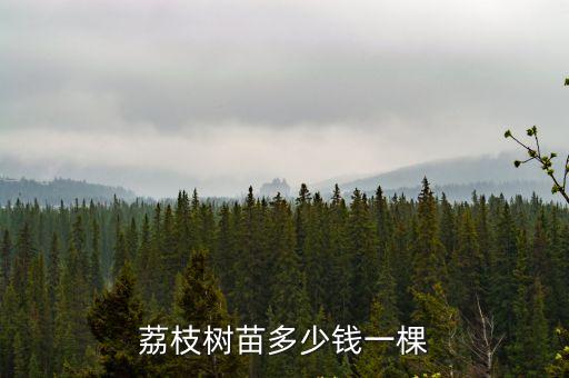 荔枝樹苗，荔枝小樹苗長得什么樣子
