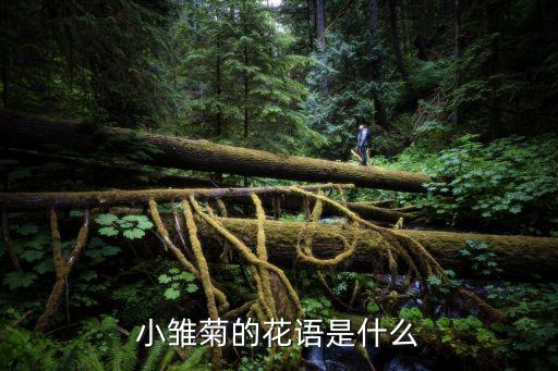 小菊花語，雛菊花的花語是什么