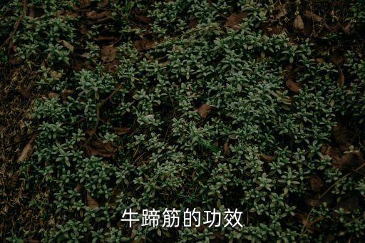 牛蹄筋的功效